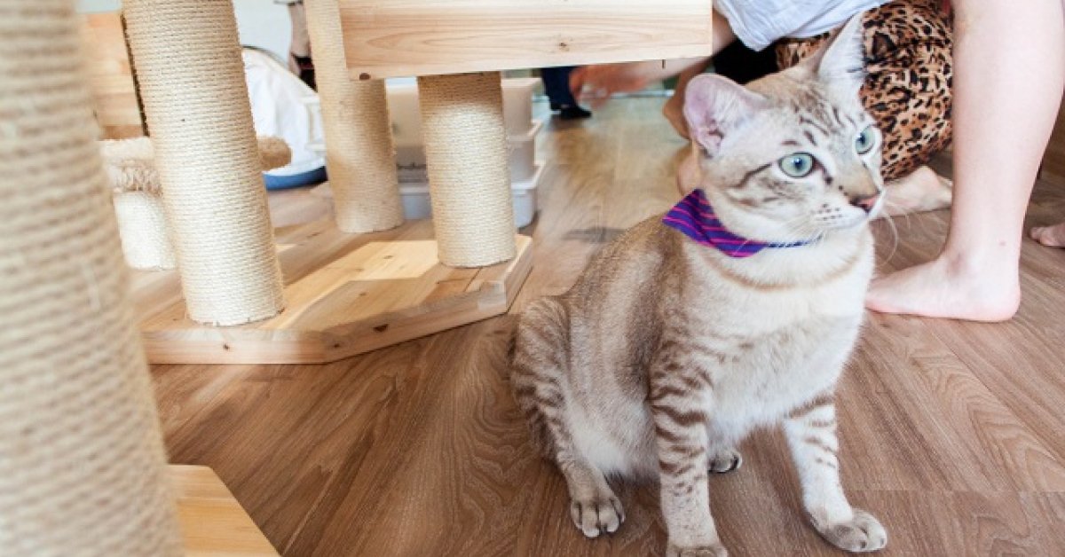 Cat Cafe Neko No Niwa Now Open At Boat Quay Sg Magazine Online