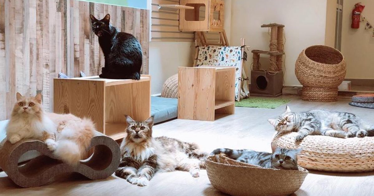 5 best animal cafes  in Singapore  SG  Magazine Online