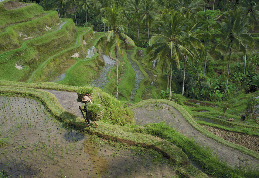 , How to spend 48 hours in Ubud