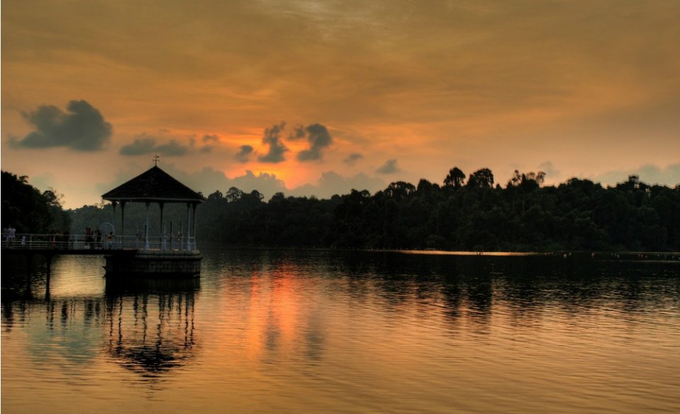 , Why we should care about protecting MacRitchie&#8217;s biodiversity