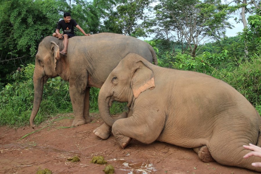 Elephants in Chiang Rai