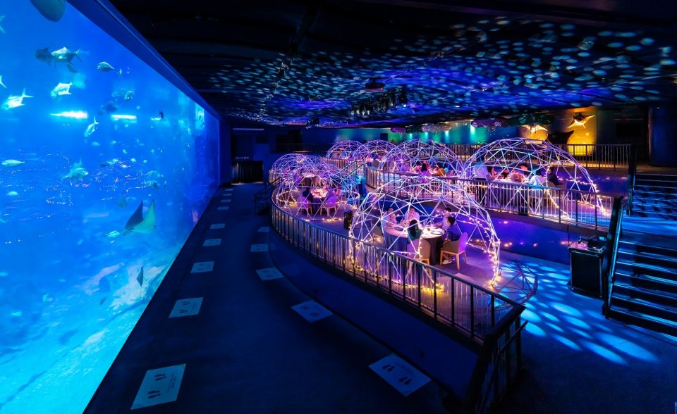 , Dine in a bubble under the sea at RWS&#8217; Aqua Gastronomy pop-up