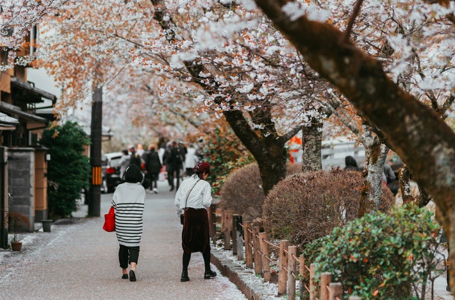 , Where and when to see sakura blossoms in Japan in 2020