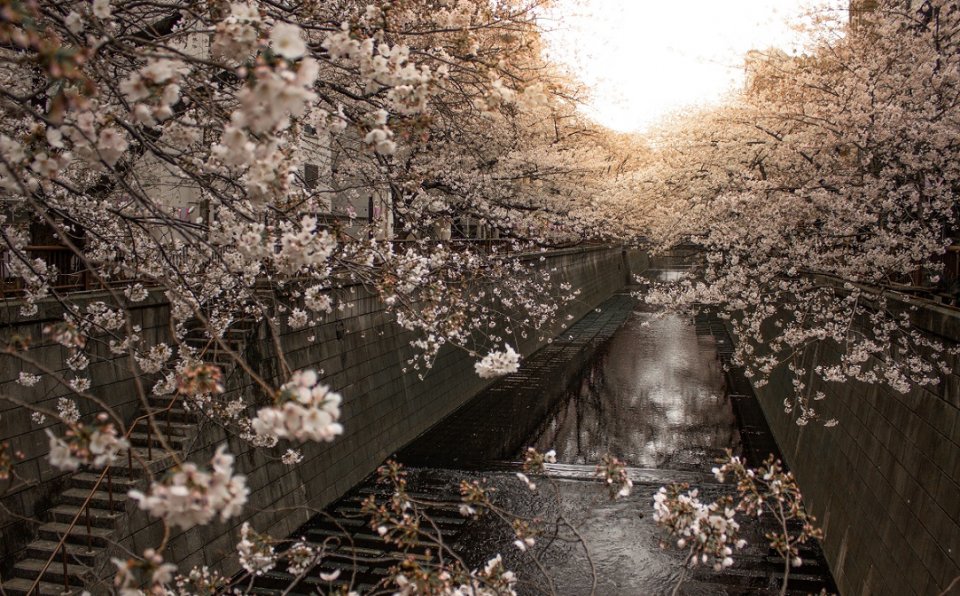 , Where and when to see sakura blossoms in Japan in 2020