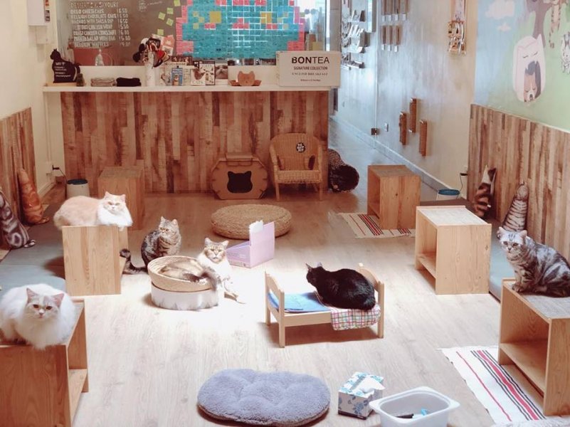 5 best animal cafes  in Singapore SG Magazine Online