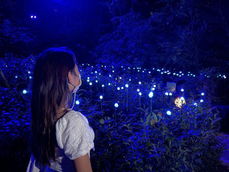 , Experience a digital thunderstorm and dazzling displays at the final season of Rainforest Lumina