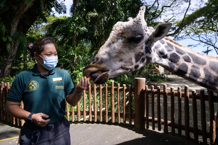 , Look forward to new attractions and enhancements as Singapore’s wildlife parks undergo revamps