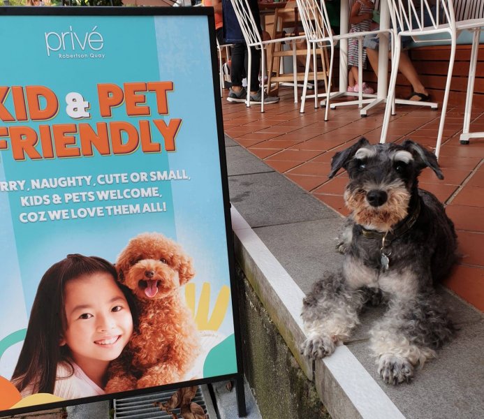 , 13 pet-friendly cafes and restaurants to enjoy a meal out with your furkid