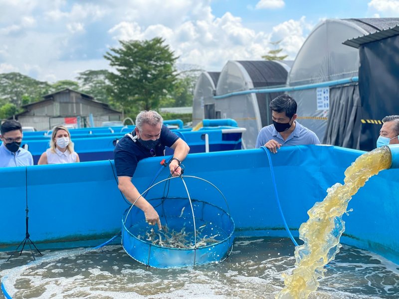 , Embark on an interactive tour of Blue Aqua shrimp farm