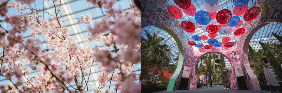 , The Gardens by the Bay annual Sakura display is back
