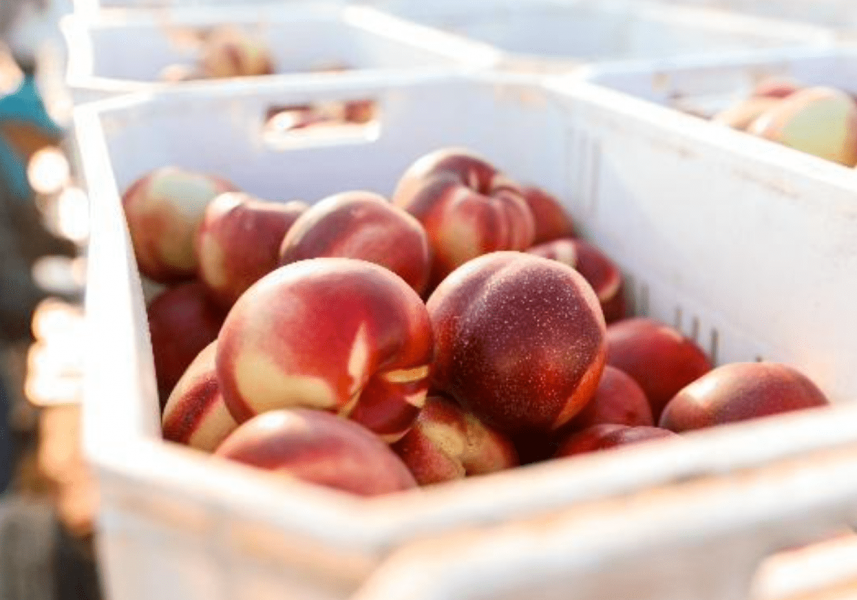 , CA Grown showcases California’s range of fine produce