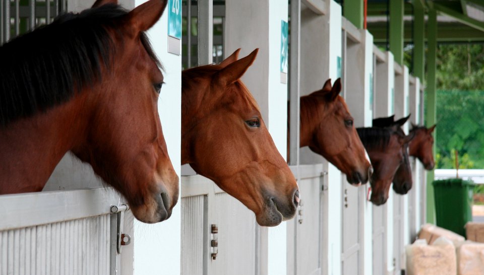 , An equine experience for the whole family at Singapore Turf Club Riding Centre