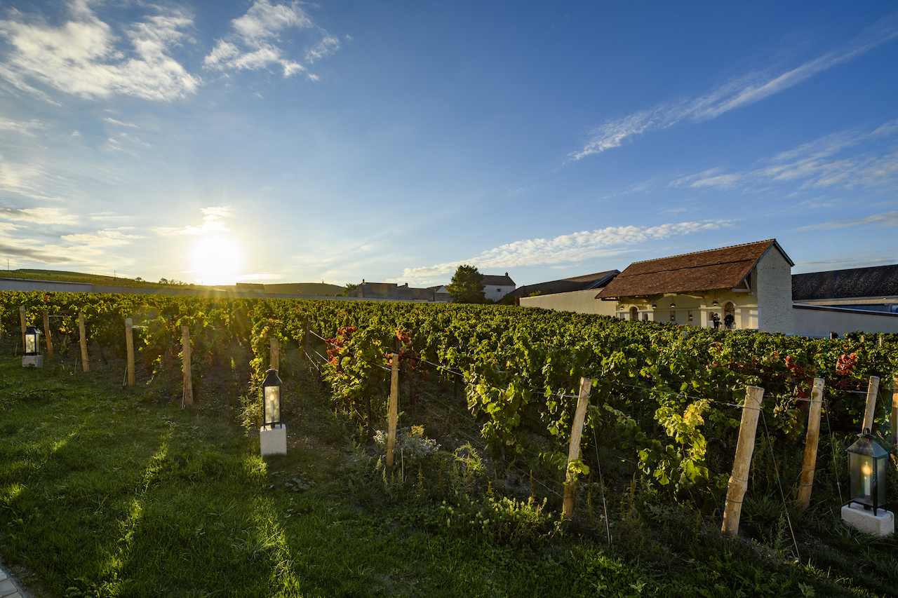 , How 3 top Champagne houses are championing sustainability