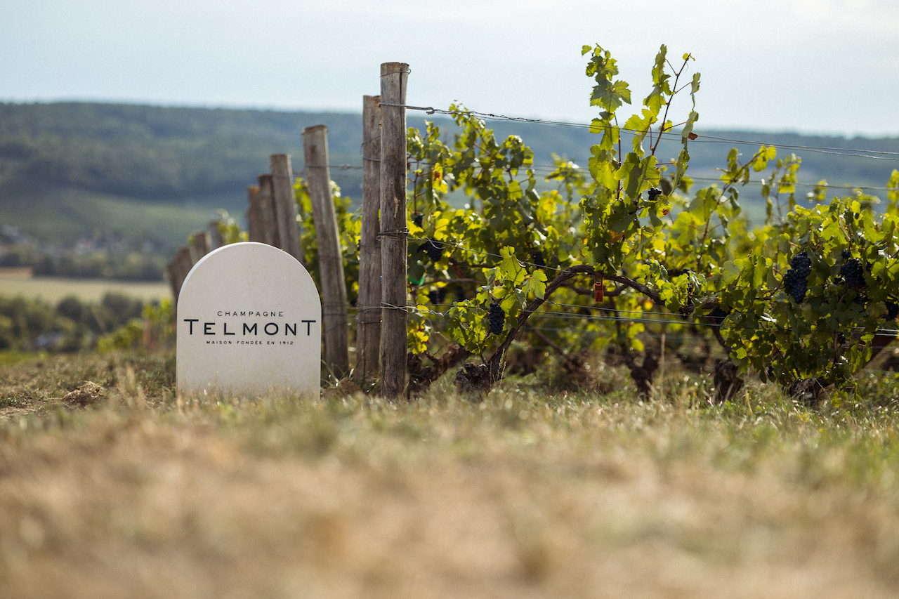, How 3 top Champagne houses are championing sustainability