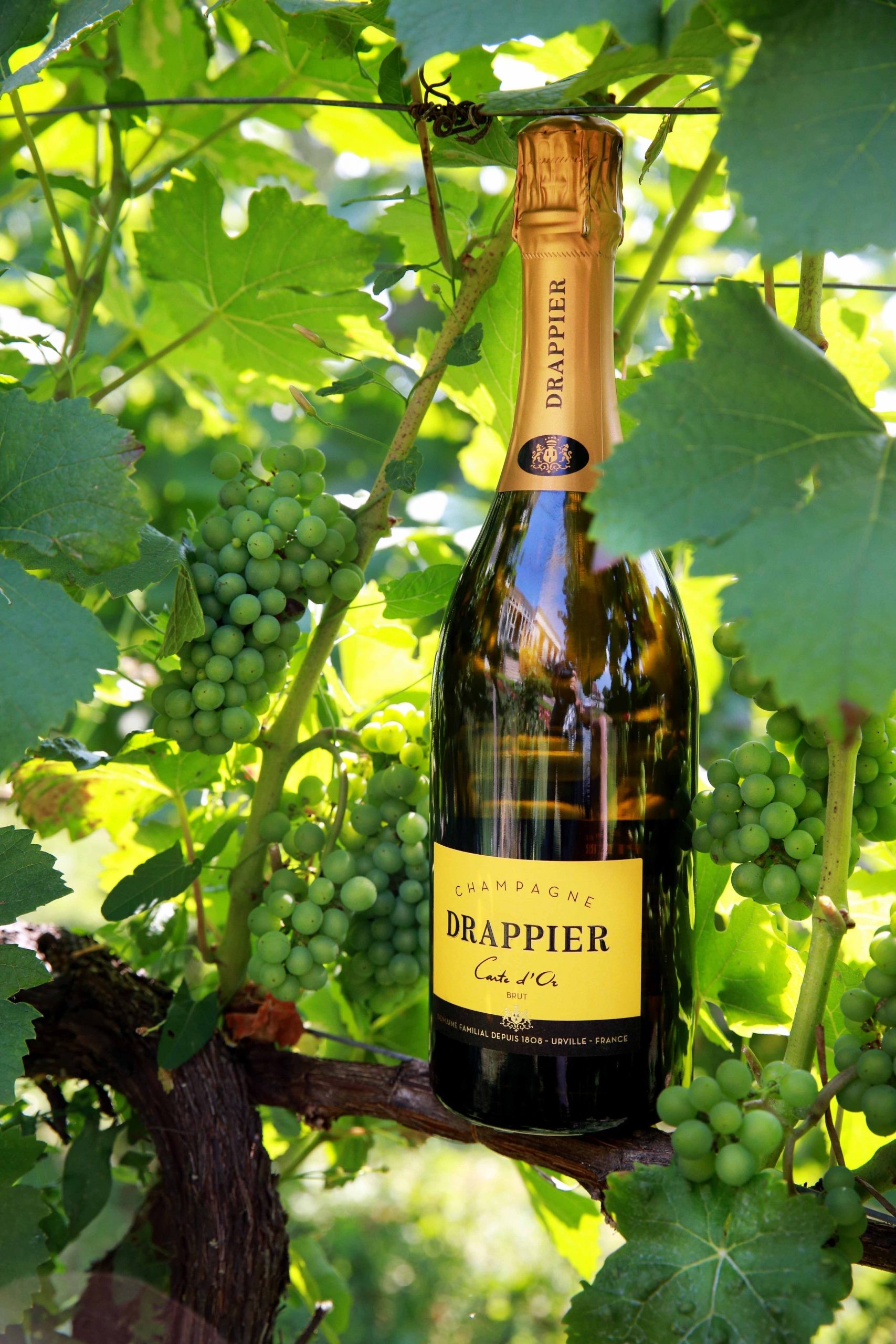 , How 3 top Champagne houses are championing sustainability