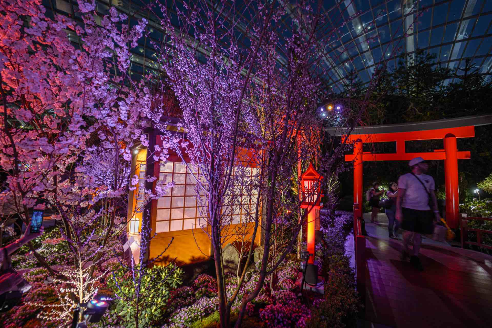 , Gardens by the Bay’s Sakura floral display is an enchanting Kyoto-inspired day-to-night experience