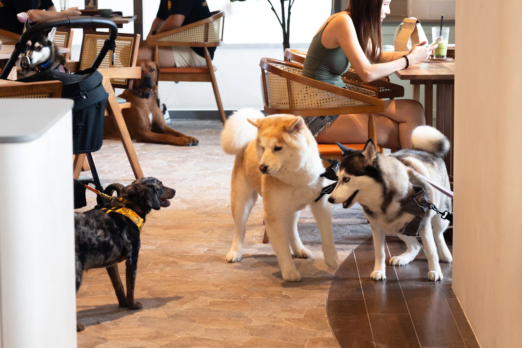, Pet-friendly cafes and restaurants to enjoy a meal out with your furkids