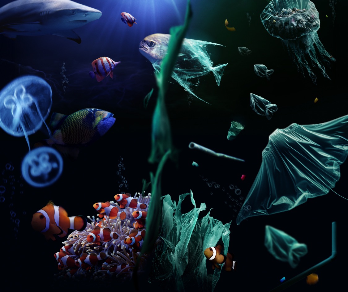 , Ocean Fest 2024 by S.E.A. Aquarium spotlights overlooked and under-represented marine life