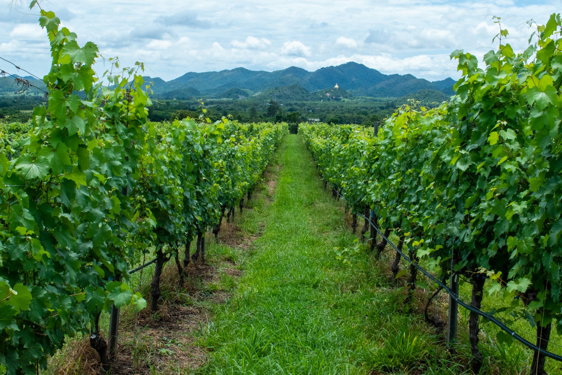 Vineyards in Monsoon Valley. Photo: Anna Sushok/Unsplash