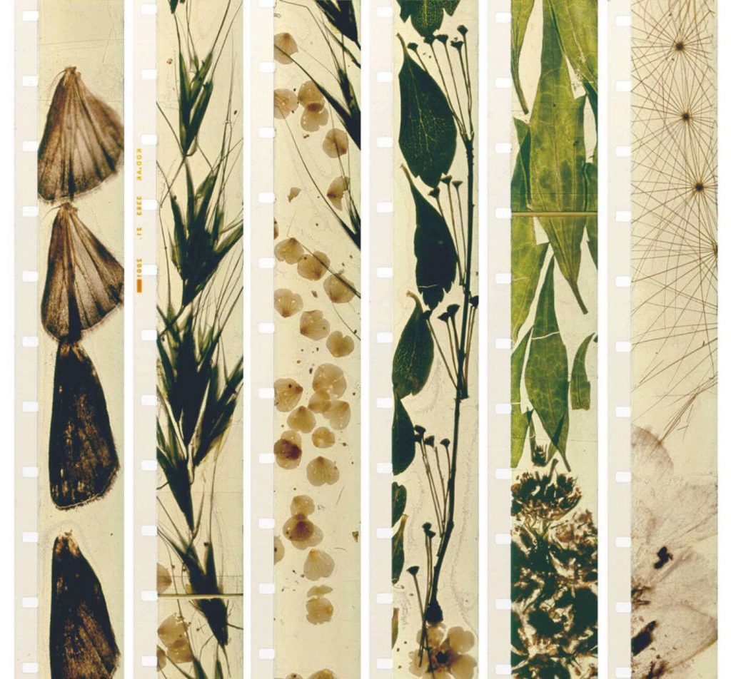 Mothlight (1963) by Stan Brakhage_image courtesy of the Estate of Stan Brakhage and Fred Camper (www.fredcamper.com)